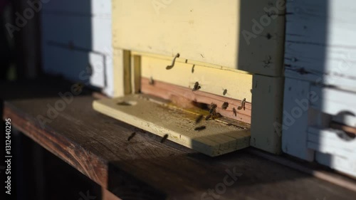 Peaceful spring scene: bees return to a rustic hive as warmth begins. Soft light highlights their delicate movements. Perfect for seasonal transitions, ASMR projects, or sustainable branding