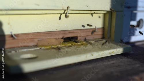 Macro close-up of honey bees working at a wooden hive entrance in early spring. Sunlight highlights pollen on their legs—ideal for nature documentaries, ecology content, or calming ASMR backgrounds.