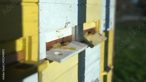 Authentic hive activity: bees work tirelessly in early spring sunlight. Close-up textures of wood and wings. Versatile for educational videos, organic product ads, or meditative visuals.
