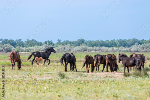 horses grazing in the field, letea forest, romania, danube delta