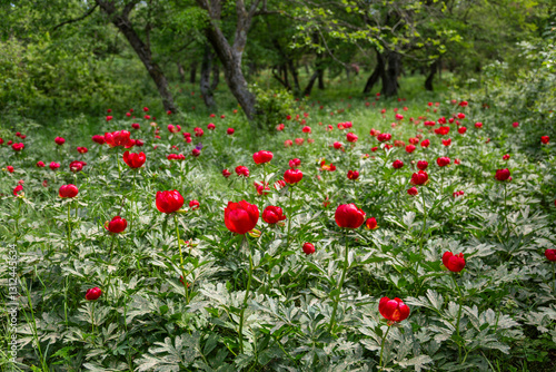 Fototapeta Naklejka Na Ścianę i Meble -  Wild peony (Paeonia peregrina romanica) in a forest nearby the Enisala fortress in Dobrogea.