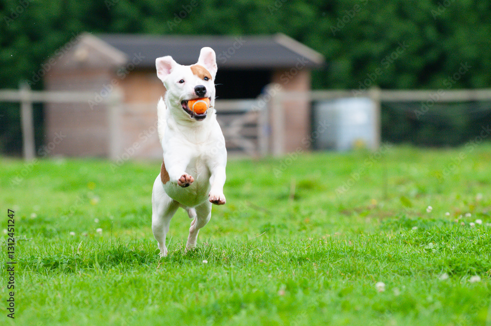Φωτογραφία Jumping for joy, brown and white mongrel dog enjoys running with an orange ball in his mouth whilst out for exercise in Shropshire countryside
