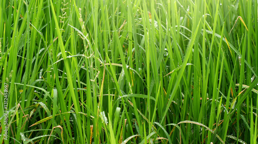Obraz premium Rice plant background with soft warm light. Close-up green rice field texture for organic paddy, greenery, seasonal, harvest, farm, and tropical concepts. Texture background of growing rice plant.