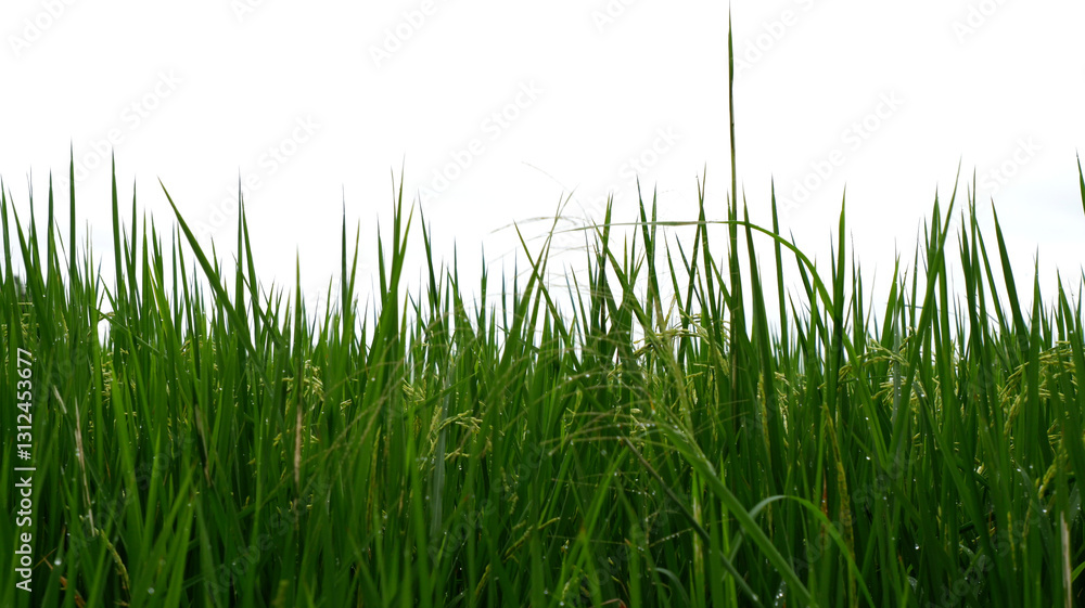 Fototapeta premium Rice plants in rainy season with dull sky after rain. Close-up top of rice field plants texture with copy space. Greenery, paddy, nature, sustainability and fresh leaves. Green leaf texture background