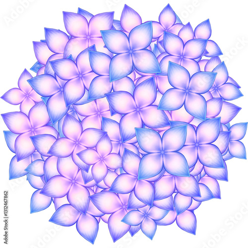 Hydrangea, flowers illustration 