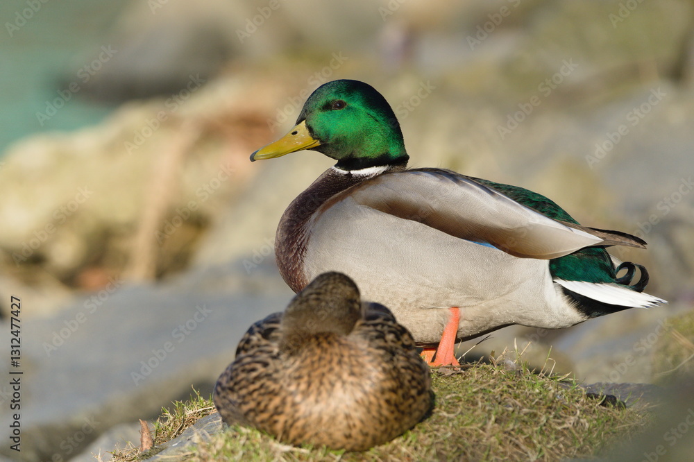 Fototapeta premium Anas Platyrhynchos aka wild or mallard duck couple on the bank of river. Common waterfowl bird in Czech republic.