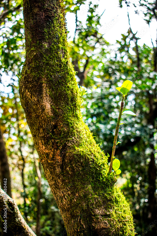 Exotic plants and trees in tropical forest Exotic plants and trees in tropical forest