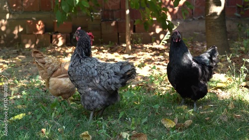 Three free range chicken in the garden