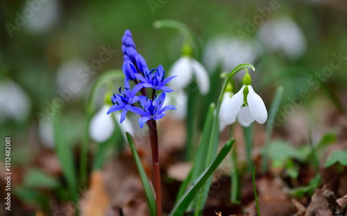   Scilla bifolia  1265