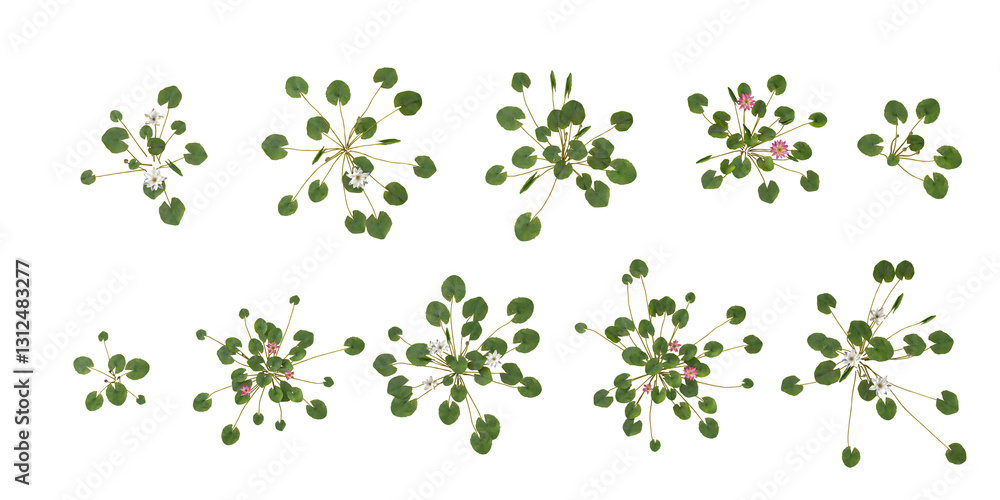 collection of Nymphaea plants on transparent background from the top view collection of Nymphaea plants on transparent background from the top view