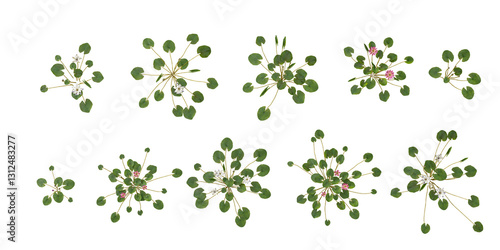 collection of Nymphaea plants on transparent background from the top view