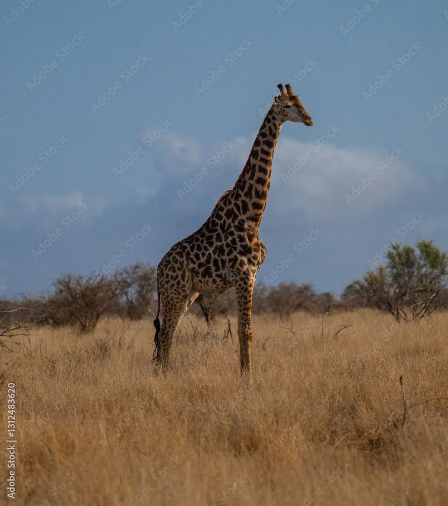 Giraffe im Busch vom Krüger National Park - Kruger Nationalpark Südafrika