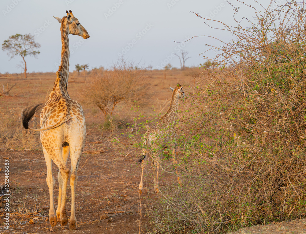 Giraffen im Busch vom Krüger National Park - Kruger Nationalpark Südafrika