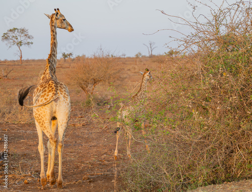 Obraz na płótnie Giraffen im Busch vom Krüger National Park - Kruger Nationalpark Südafrika w salonie