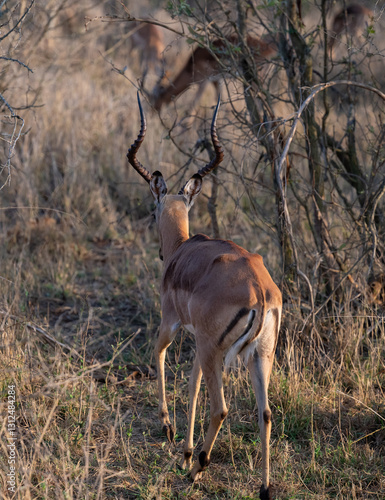 Obraz na płótnie Impalas auch Schwarzfersenantilope oder Schwarznasenimpala genannt, im Busch vom Krüger National Park - Kruger Nationalpark Südafrika w salonie