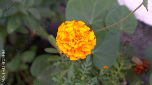 Orange tagetes erecta in the garden