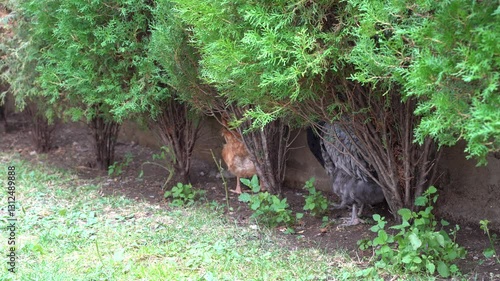 Chickens hide under trees in the garden