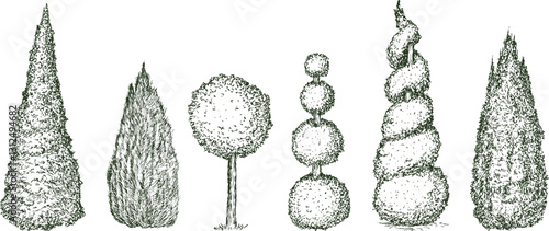 Topiary trees different shapes in hand drawn engraving sketch style. Set of pen and ink decorative garden plants. Vintage monochrome vector illustration.
