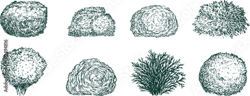 Thuja small bushes in hand drawn engraving sketch style. Set of pen and ink evergreen decorative garden plants. Vintage monochrome vector illustration.