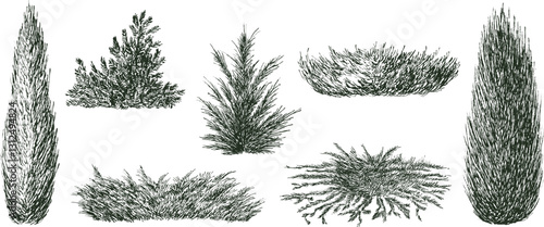 Juniper trees and bush in hand drawn engraving sketch style. Set of pen and ink evergreen decorative garden plants. Vintage monochrome vector illustration.
