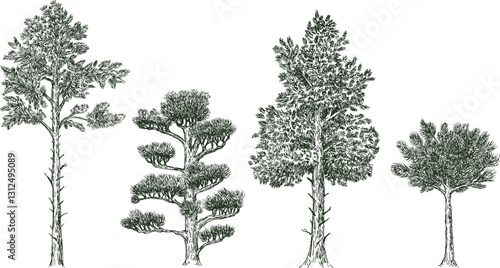 Pine trees in hand drawn engraving sketch style. Set of pen and ink plants art elements. Vintage monochrome vector illustration.
