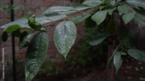 Rain on the leaves of a garden tree 