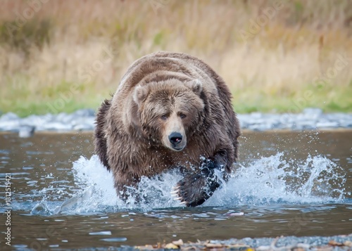 Tableau sur toile Large Male Kodiak Brown Bear running toward camera