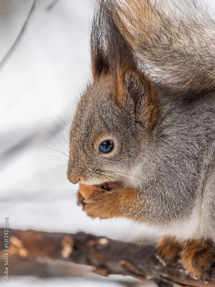 Obraz premium The squirrel with nut sits on tree in the winter or late autumn