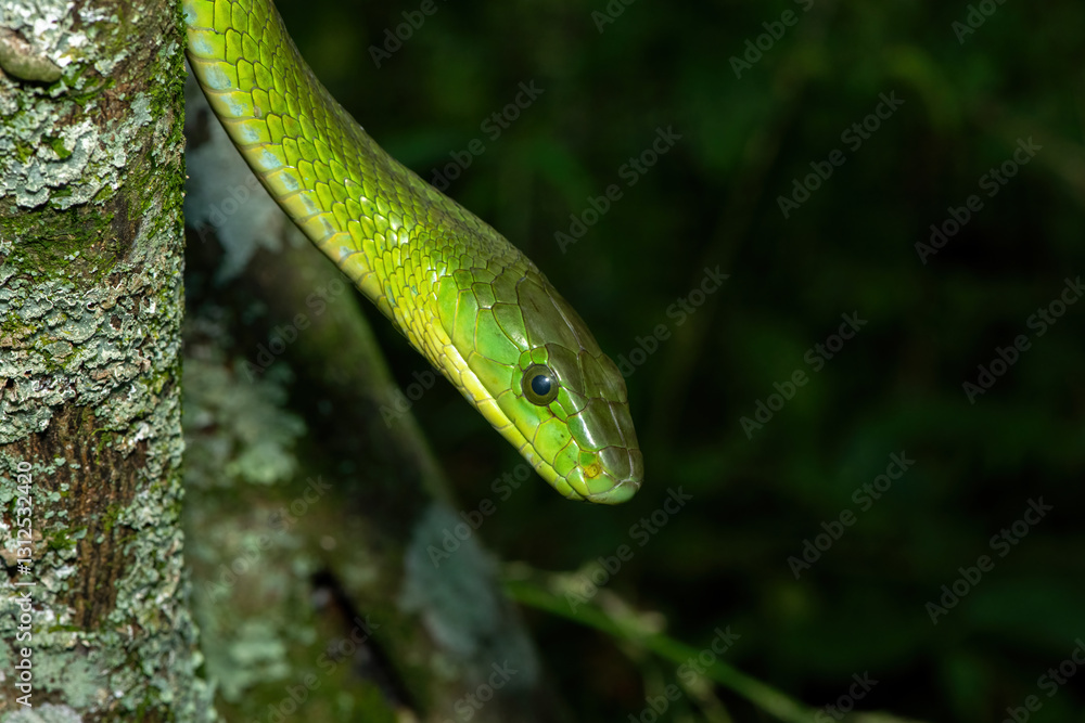 Fototapeta premium A deadly adult eastern green mamba (Dendroaspis angusticeps) climbing a tree, in the wild