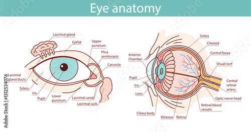 anatomy of a healthy eye. cartoon style