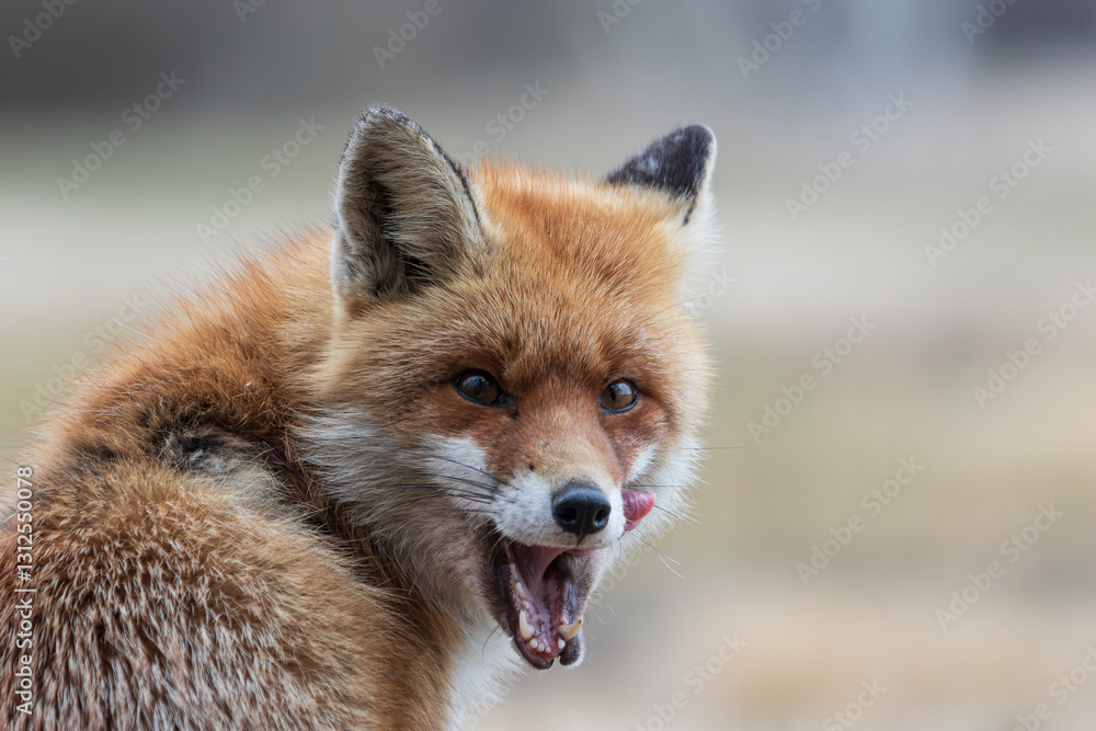Fototapeta premium Close up view of a licking fox looking back