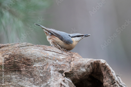 A nuthatch with a grain in its beak on a tree trunk