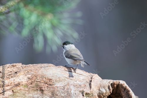 A blackcap on a tree trunk under a pine branch