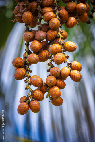 a bunch of fruits, moriche palm, Mauritia flexuosa