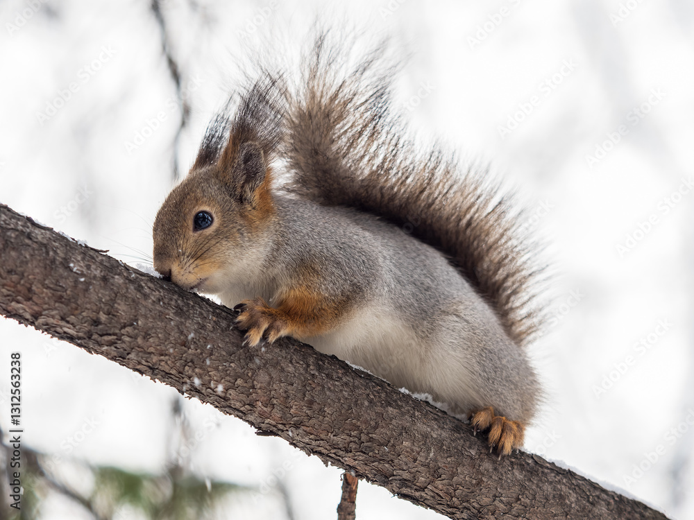 The squirrel sits on a branches without leaves in the winter or autumn The squirrel sits on a branches without leaves in the winter or autumn