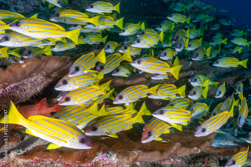 Maldives, Bluestripe Snapper (Lutjanus kasmira) photo