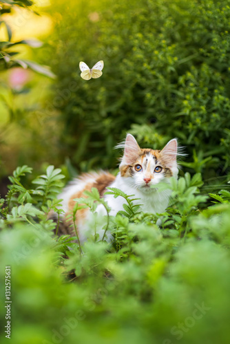 cute kitten sitting in the grass in the summer garden and watching the white ...