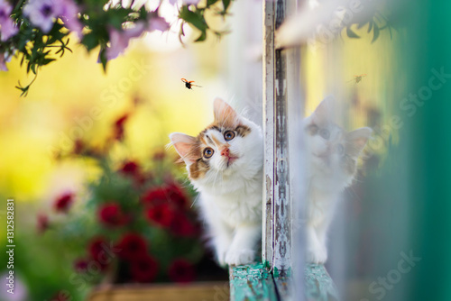 little cute curious kitten walking on the window ledge of a country house on ...