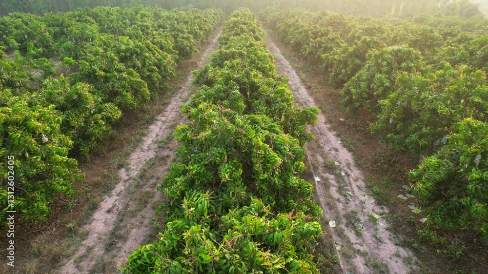 Mango orchards are bearing fruit in the early morning in Thailand. Mango orchards are bearing fruit in the early morning in Thailand.