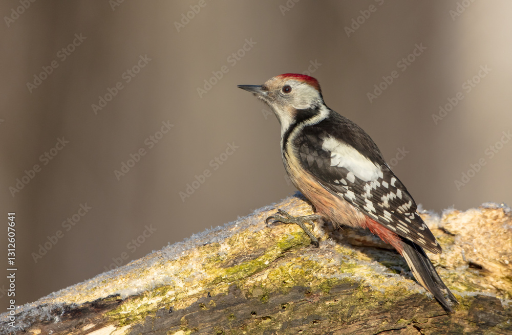 Naklejka premium Middle Spotted Woodpecker - in the wet forest in winter