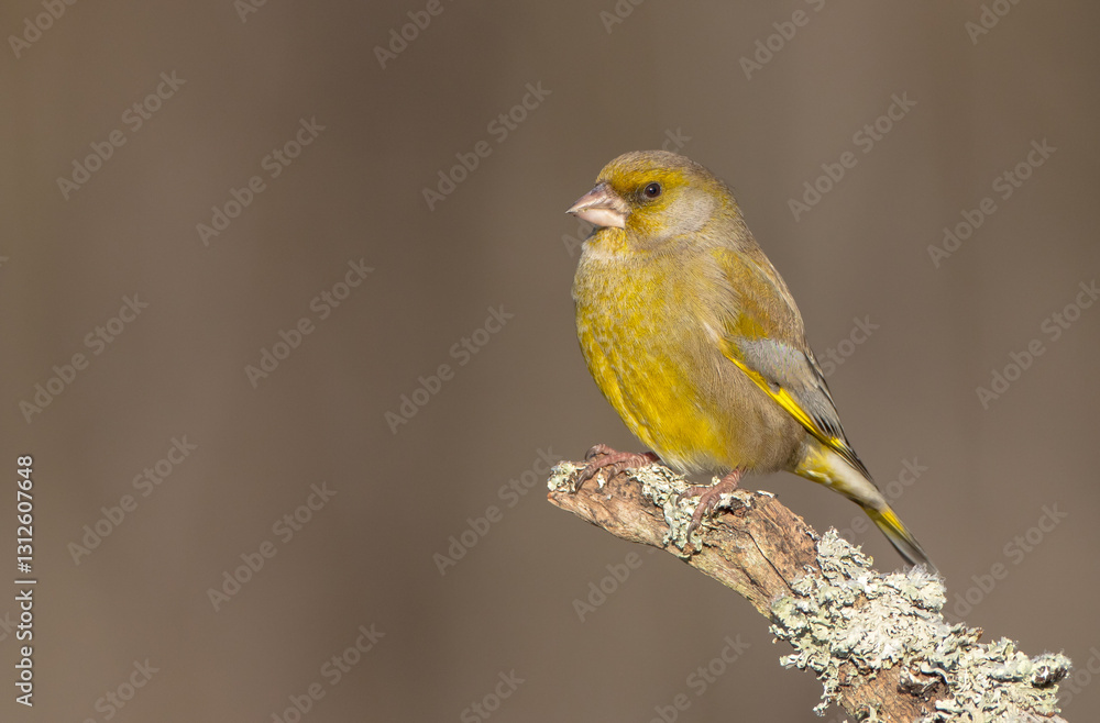 European Greenfinch in winter at a wetland European Greenfinch in winter at a wetland
