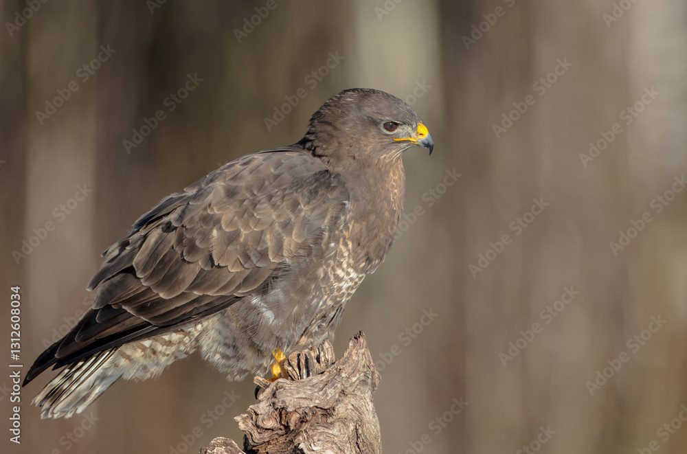 Common Buzzard in winter at a wet forest Common Buzzard in winter at a wet forest