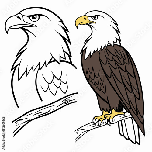 Bald eagle, eagle bird, with a colorful image with a white background 