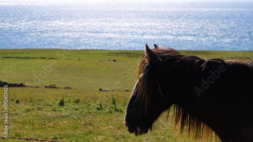 Close up of a beautiful brown horse in a green field looking out at the sea. Mizen Head, Cork, Ireland photo