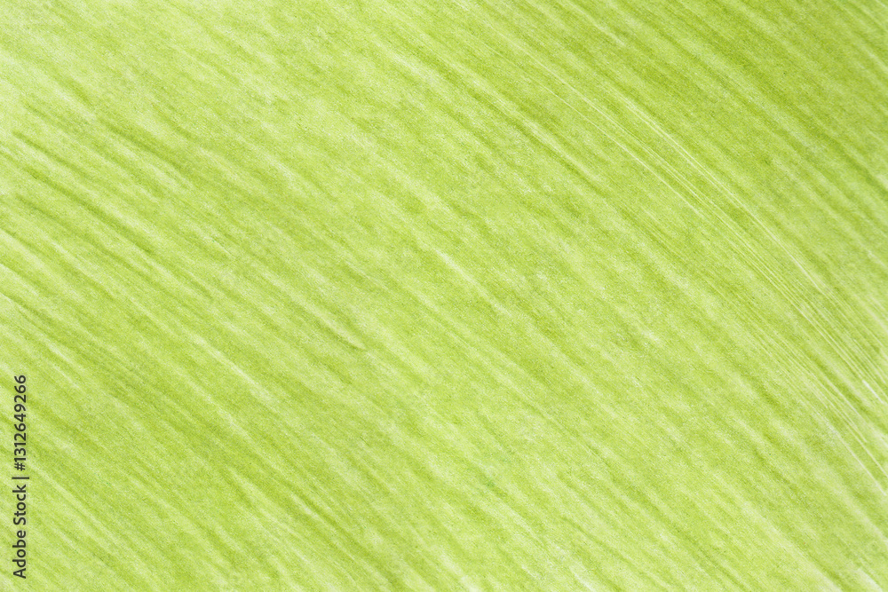 Mustard green pencil hatched texture. Pencil colored background.