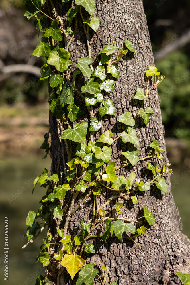 Obraz premium Ivy climbing an old tree by the water in a serene natural setting near midday