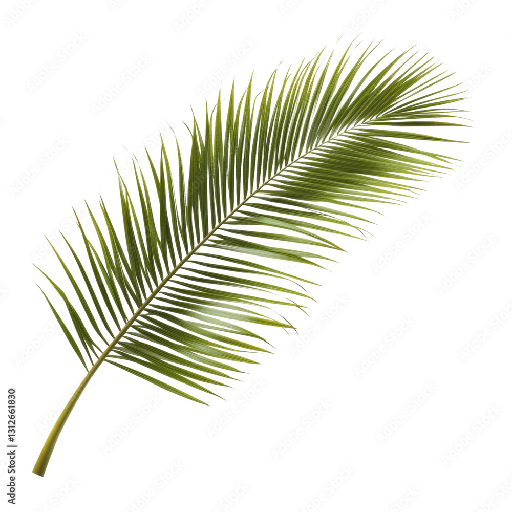 Fototapeta premium Stunning Palm Leaf, Lush Green Tropical Beauty . Transparent background PNG