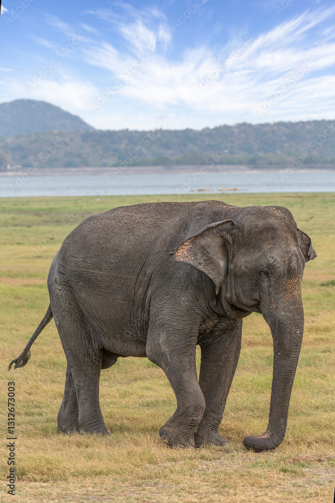 Obraz premium Indian Elephant on grassy plain in Minneriya National Park, Sri Lanka