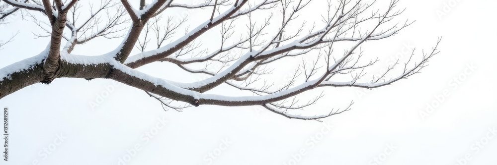 Delicate branches stretched out on a snowy white background, tree, white, bare Delicate branches stretched out on a snowy white background, tree, white, bare