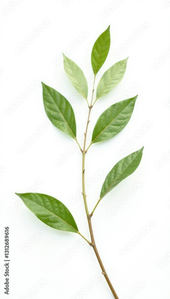 Fototapeta premium Delicate branch with leaves isolated on white background, plant, slender, thin